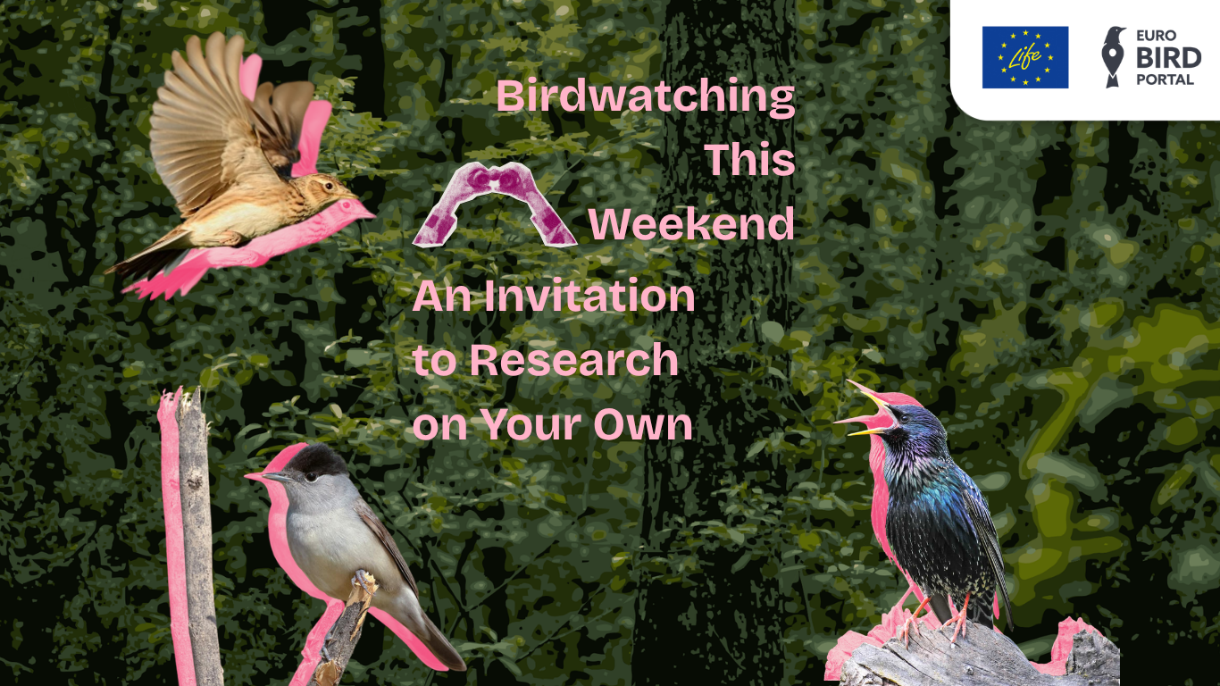 Birdwatching This Weekend – An Invitation to Research on Your Own