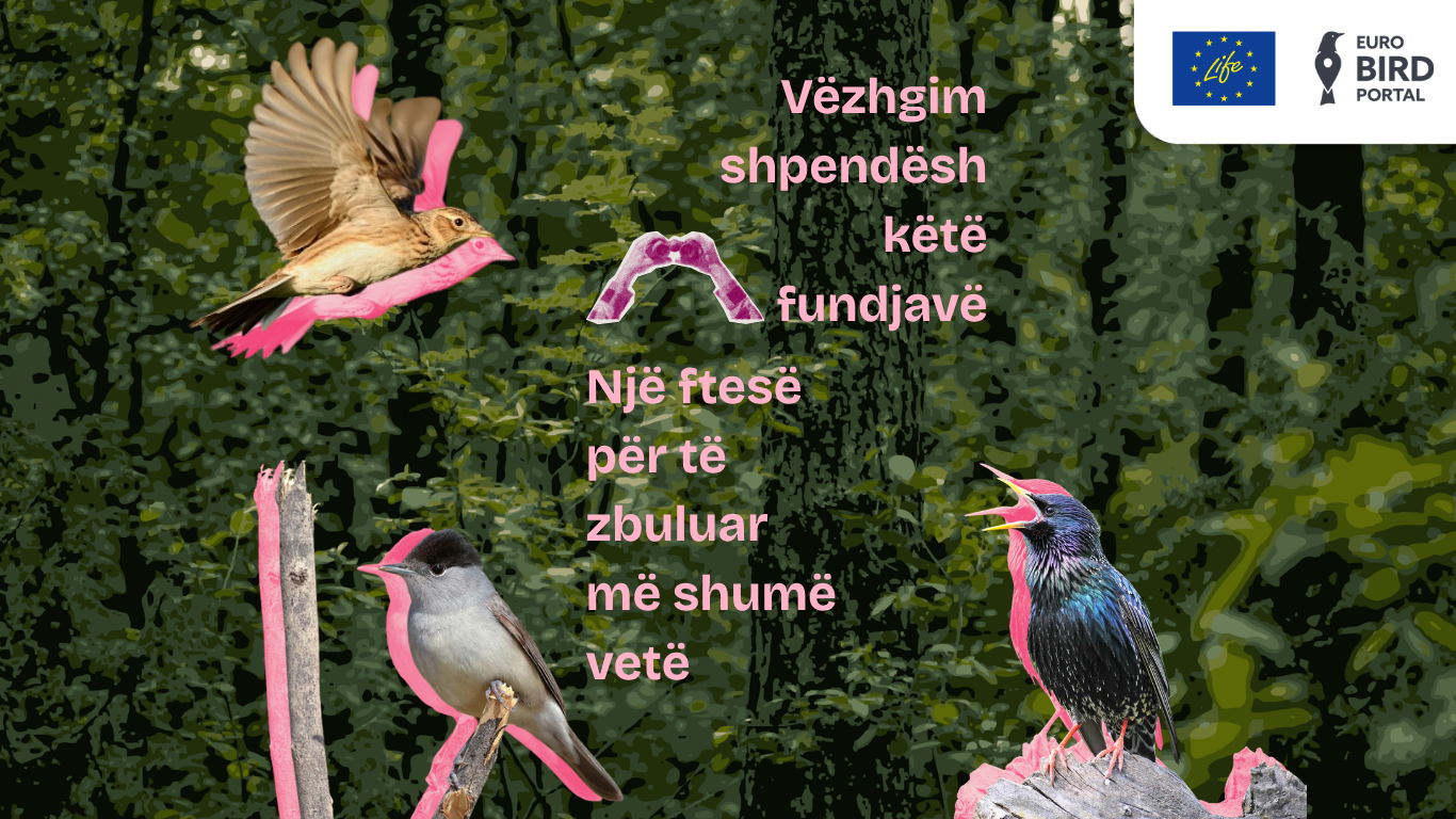 Vëzhgim shpendësh këtë fundjavë – Një ftesë për të zbuluar më shumë vetë