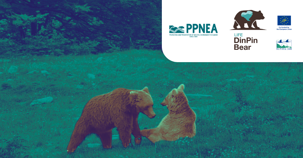 THIRRJE PËR SHPREHJE INTERESI – LIFE DinPin Bear