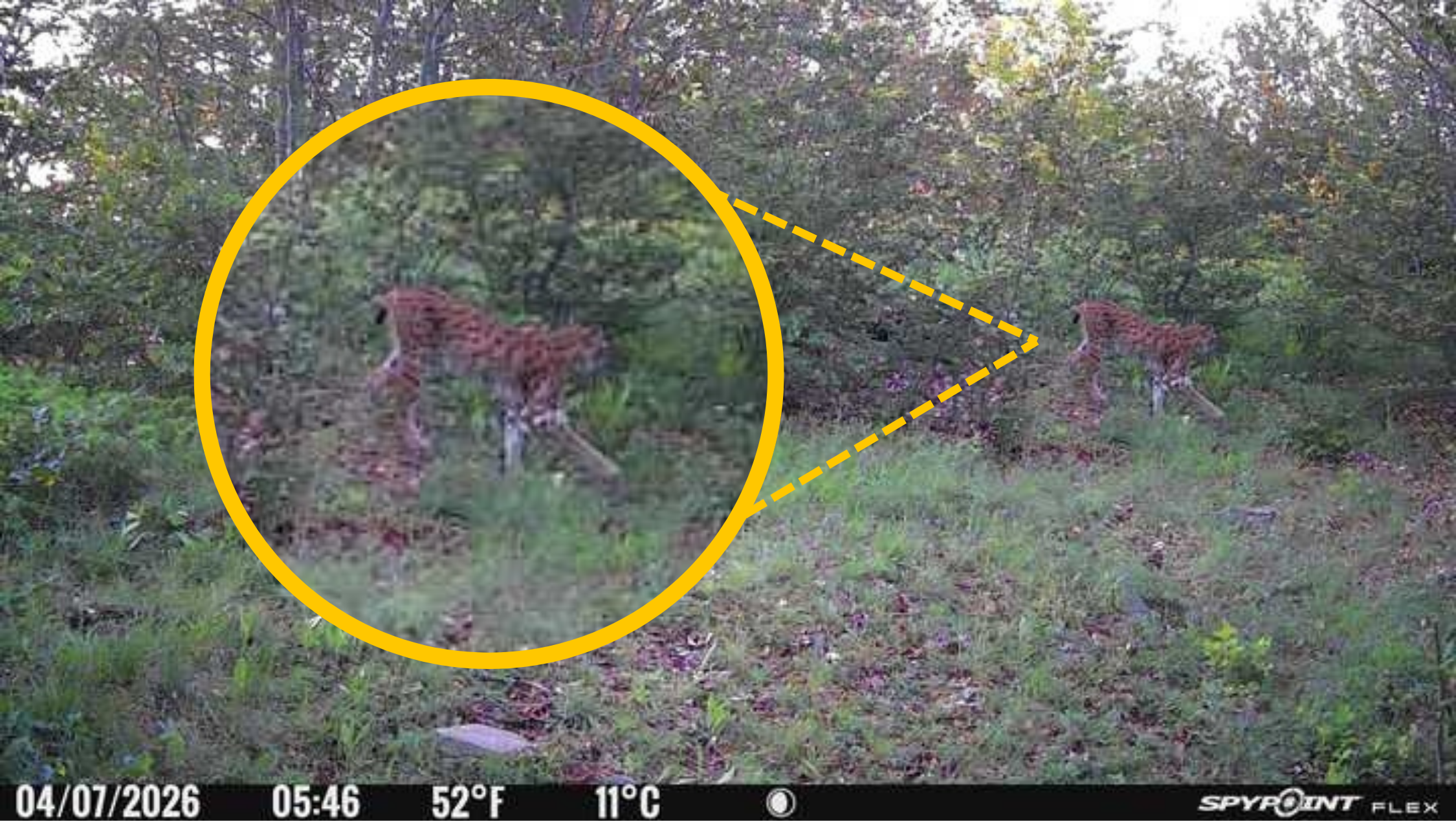 Balkan Lynx Documented in a New Area in Southeastern Albania, Between Korça and Skrapar