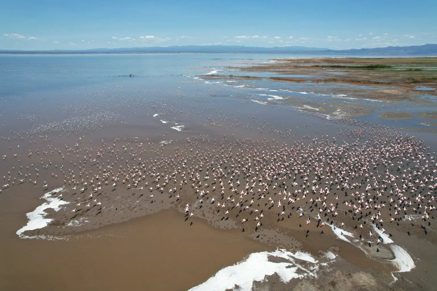 Press Release: Birds are running out of places to land: 45% of migratory bird species now in decline 