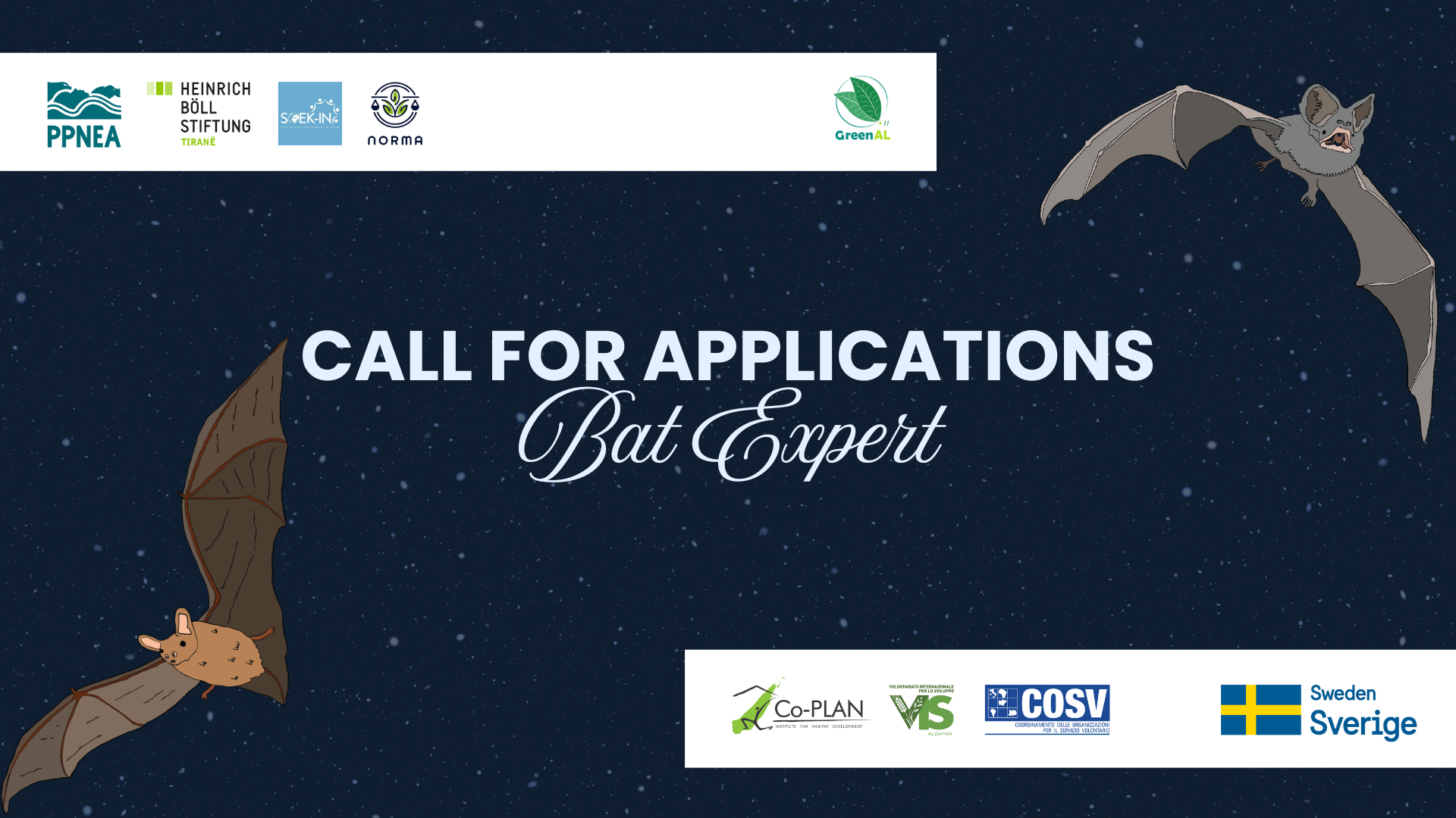 Call for Applications: Bat Expert
