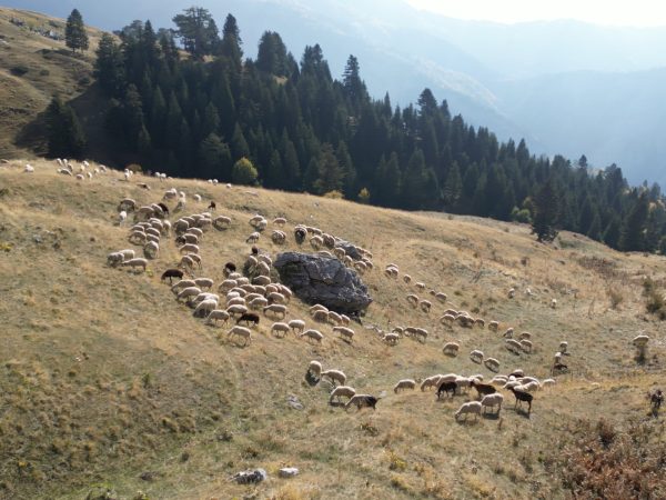 Brezi i Gjelbër Evropian: Kullotat jetike në rajonin ndërkufitar Sharr, Korab-Koritnik, Mavrovë