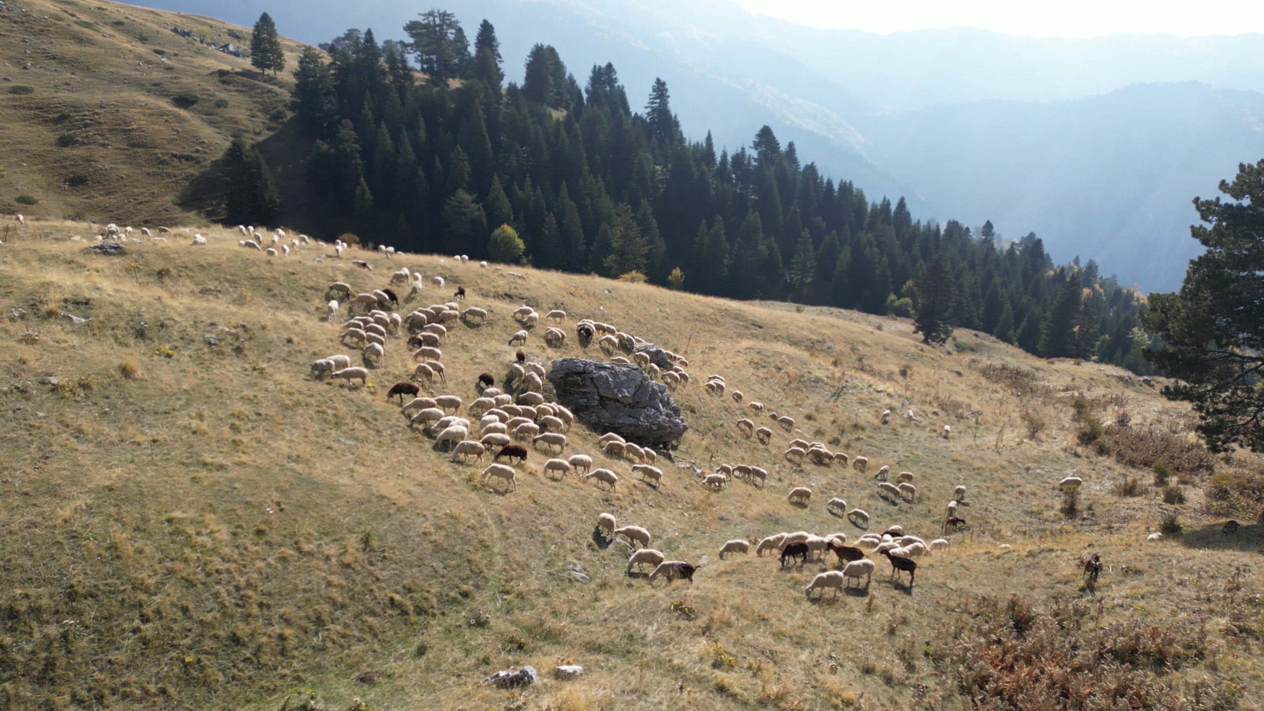 Brezi i Gjelbër Evropian: Kullotat jetike në rajonin ndërkufitar Sharr, Korab-Koritnik, Mavrovë