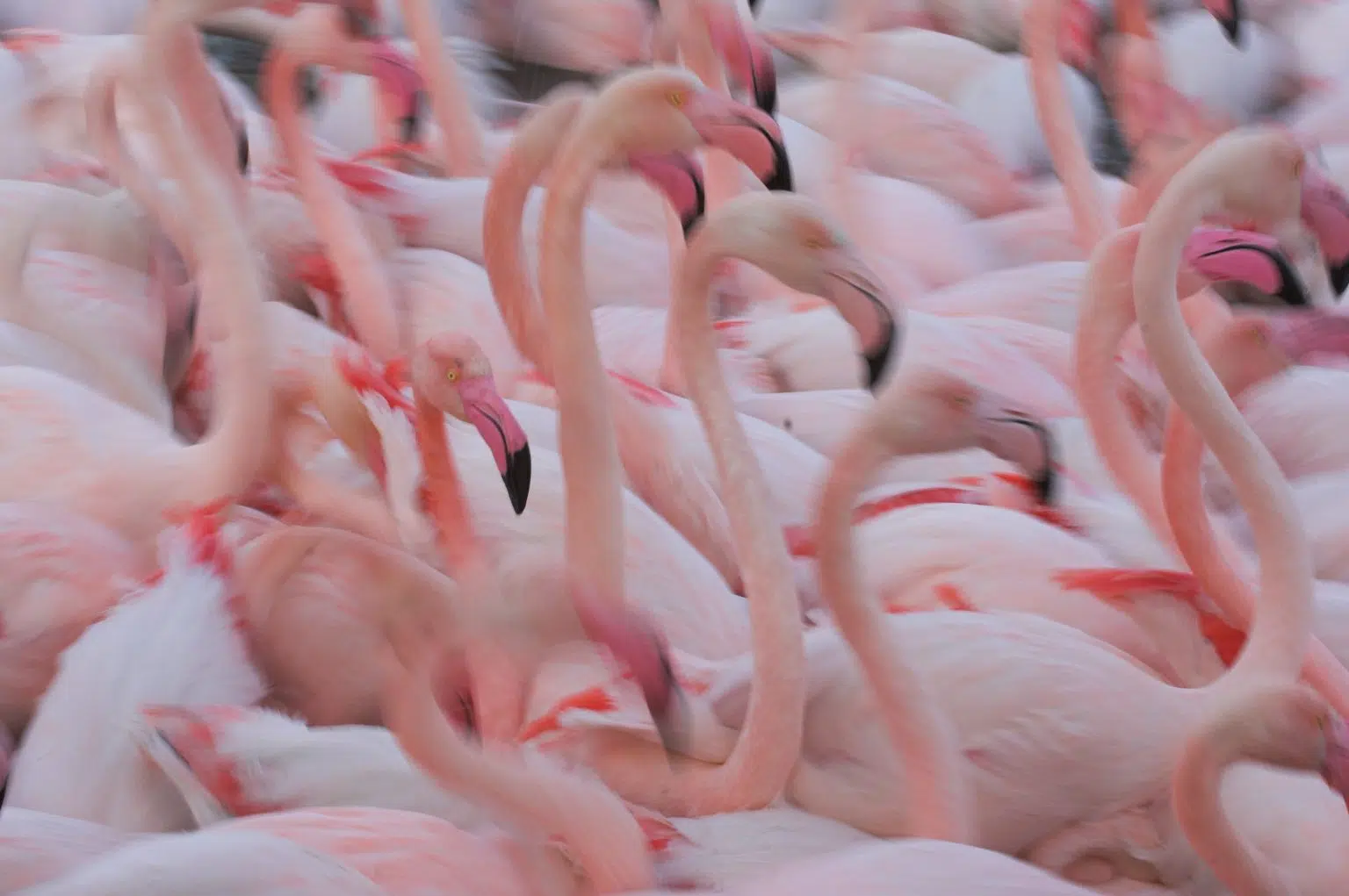 100 days of the ‘Flamingo Protests’: A test of Albania’s European future