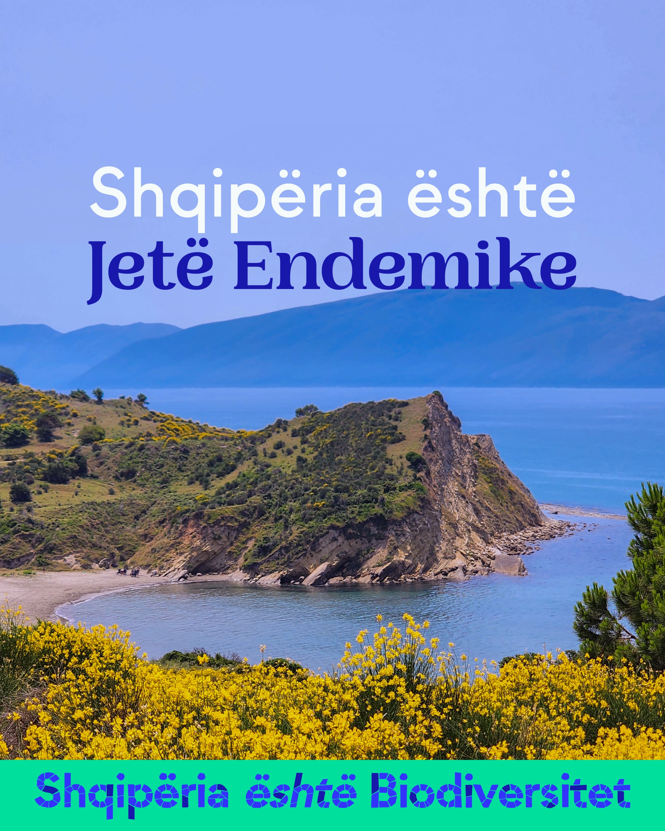 Bregdet shkëmbor me gjineshtra të verdha në lulëzim dhe male në sfond. Tekst në imazh: Shqipëria është Jetë Endemike.