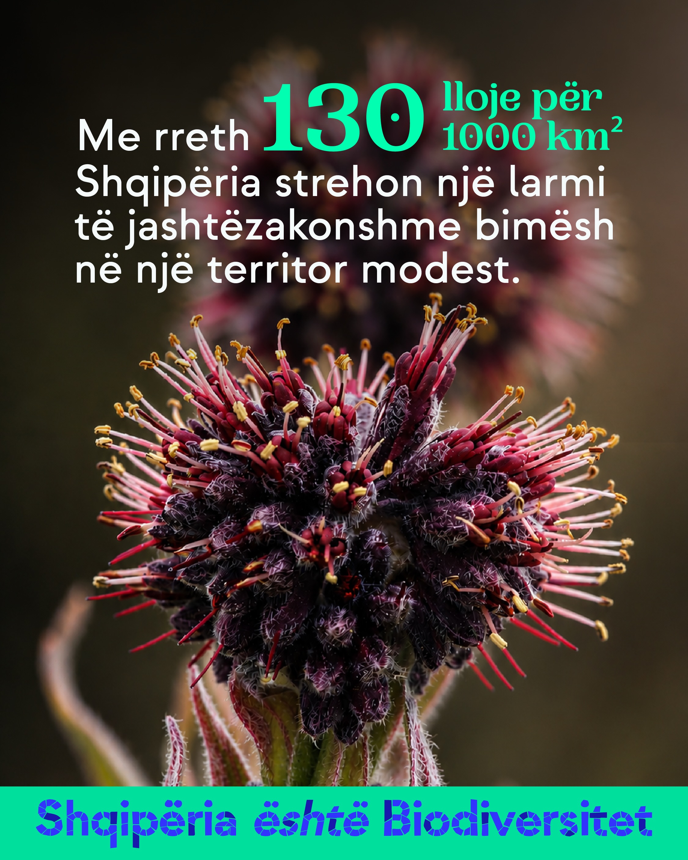 Lule e kuqe e errët me thekë të gjatë, në plan të afërt. Tekst në imazh: Me rreth 130 lloje për 1000 km² Shqipëria strehon një larmi të jashtëzakonshme bimësh në një territor modest.