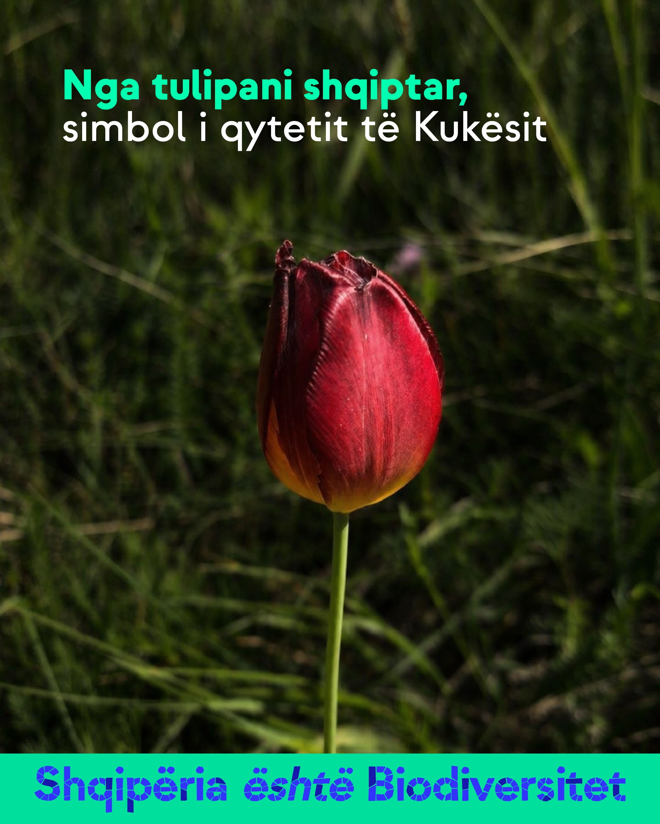 Tulipan i kuq i mbyllur mes barit. Tekst në imazh: Nga tulipani shqiptar, simbol i qytetit të Kukësit