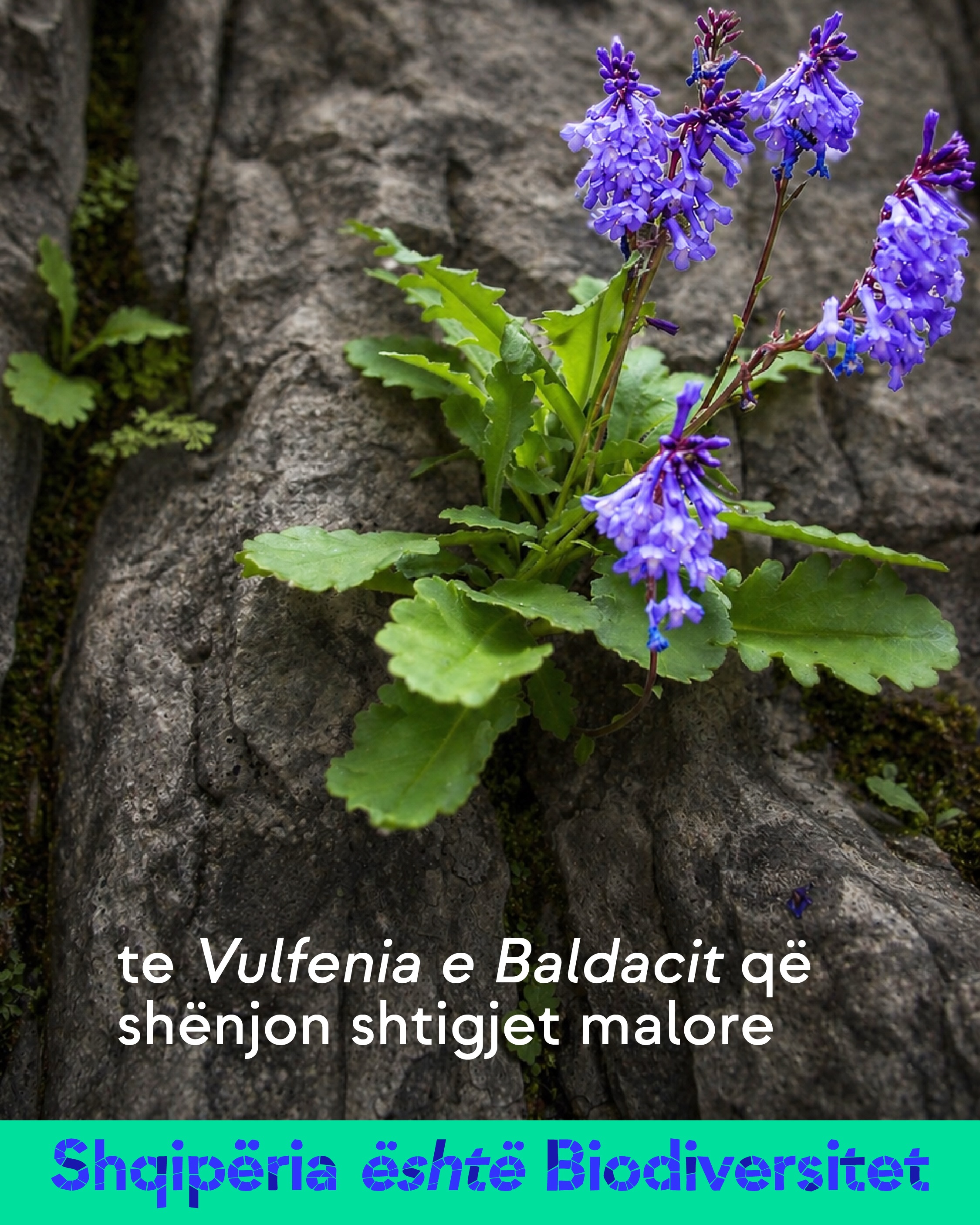 Bimë me lule vjollcë që rritet në një të çarë shkëmbi. Tekst në imazh: te Vulfenia e Baldacit që shënjon shtigjet malore