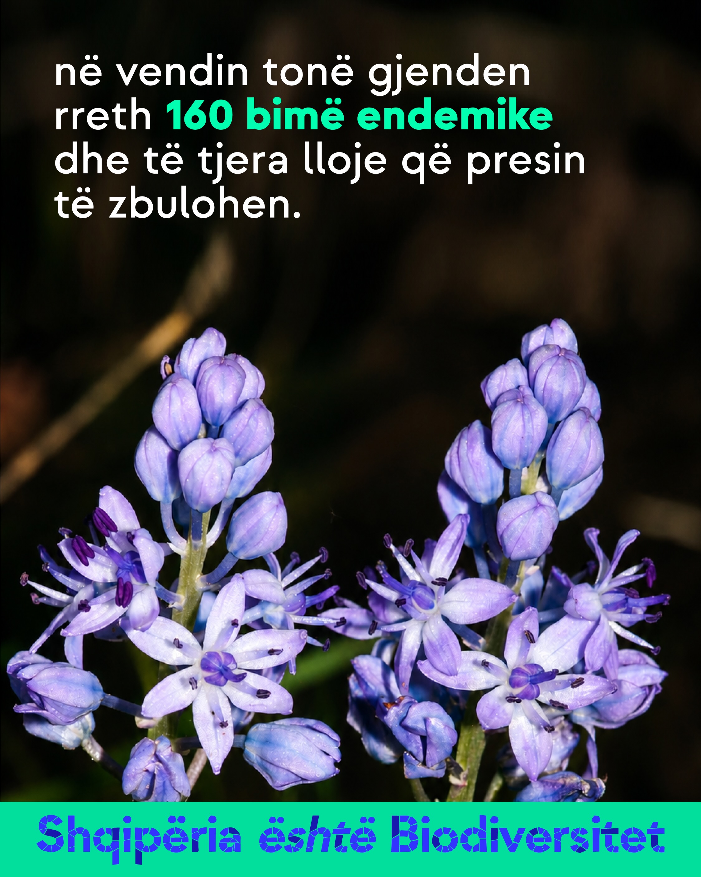 Lule ngjyrë vjollcë e çelët, në plan të afërt. Tekst në imazh: në vendin tonë gjenden rreth 160 bimë endemike dhe të tjera lloje që presin të zbulohen.