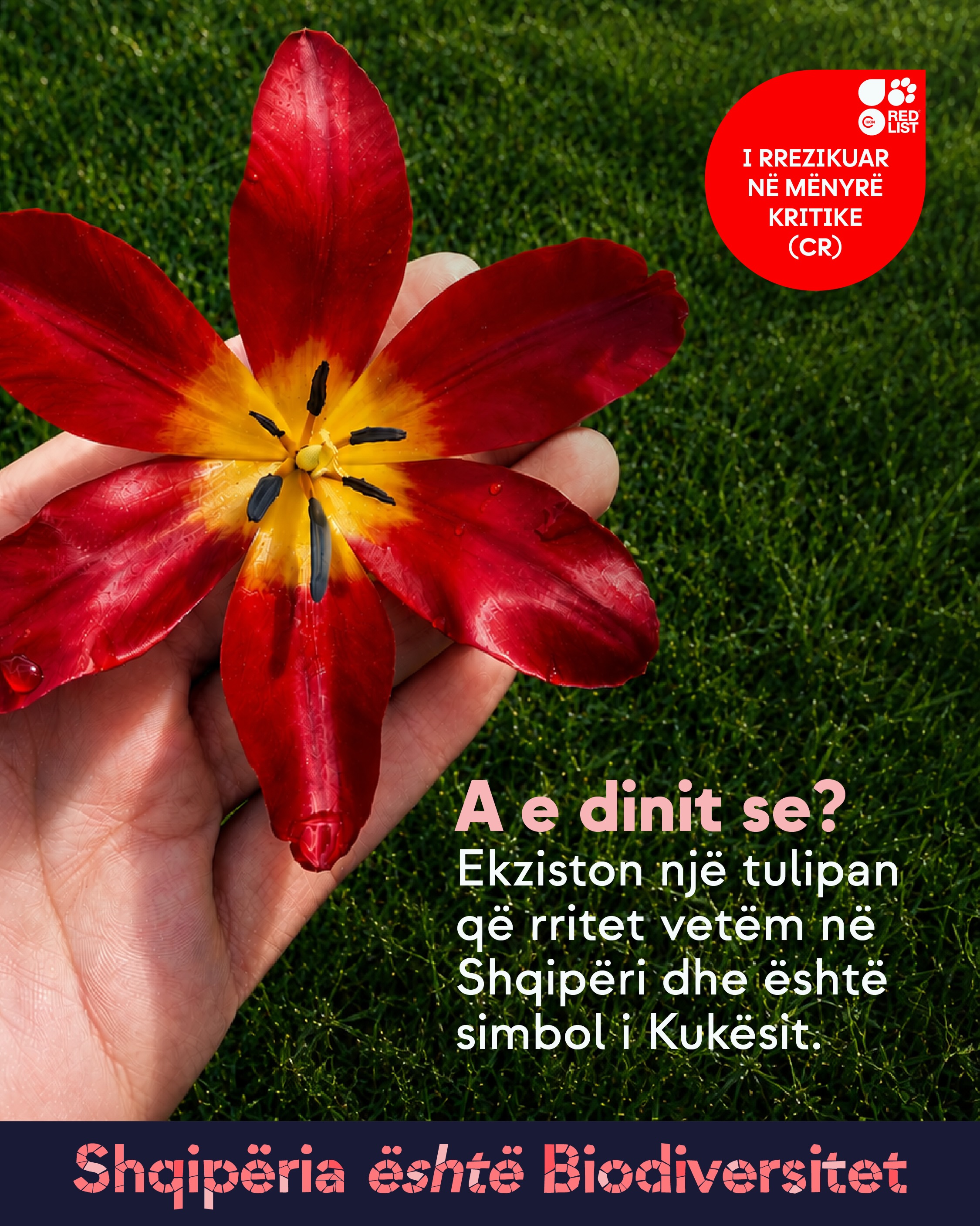 Dorë që mban një tulipan të kuq të hapur me qendër të verdhë, mbi bar. Tekst në imazh: A e dinit se? Ekziston një tulipan që rritet vetëm në Shqipëri dhe është simbol i Kukësit. Lista e Kuqe: I rrezikuar në mënyrë kritike (CR).