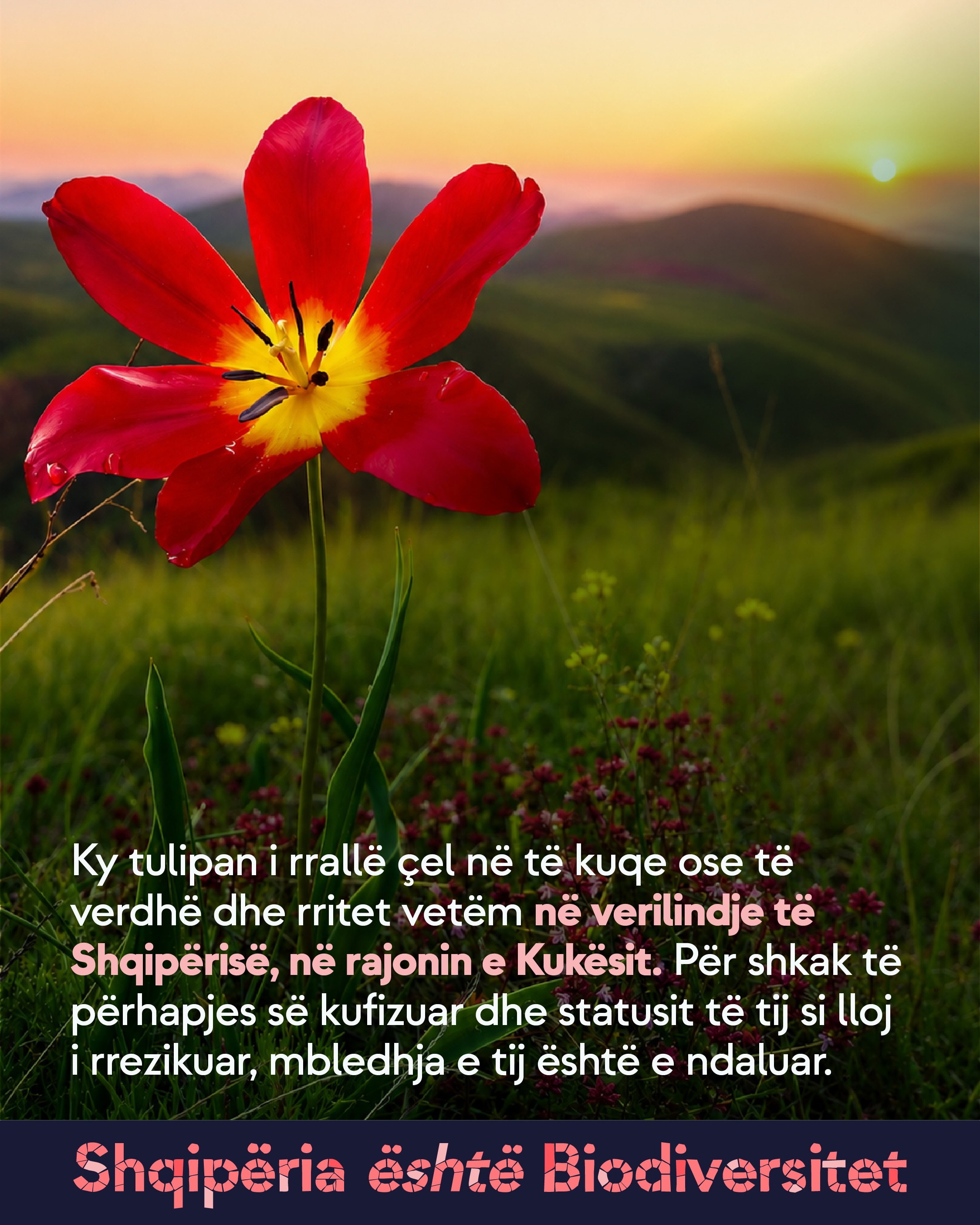 Tulipan i kuq i hapur në një livadh malor në perëndim të diellit. Tekst në imazh: Ky tulipan i rrallë çel në të kuqe ose të verdhë dhe rritet vetëm në verilindje të Shqipërisë, në rajonin e Kukësit. Për shkak të përhapjes së kufizuar dhe statusit të tij si lloj i rrezikuar, mbledhja e tij është e ndaluar.