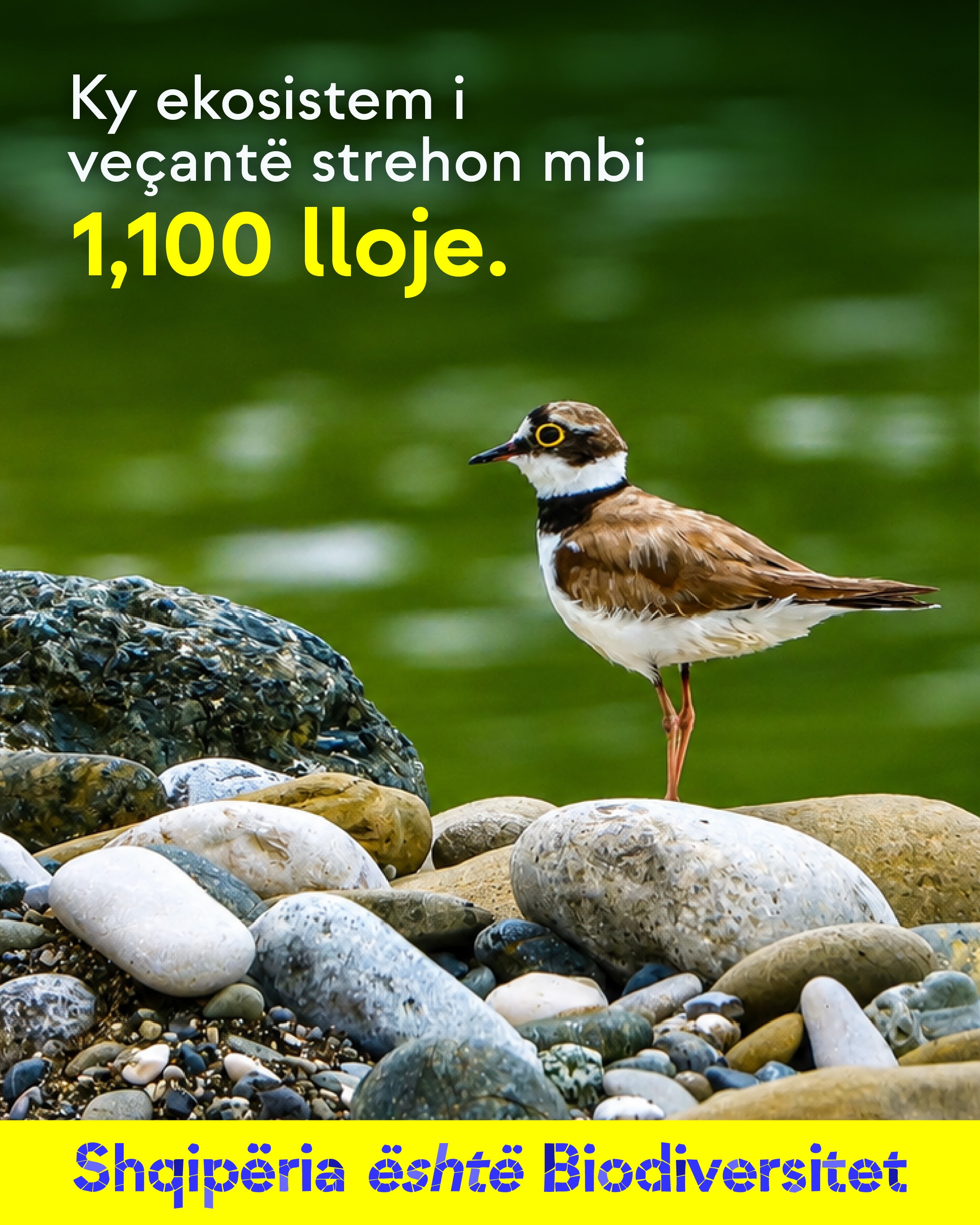Lejlek i bardhë që ecën në ujë të cekët pranë bregut me zall. Tekst në imazh: Mes tyre, edhe lloje të rrezikuara në rang botëror.