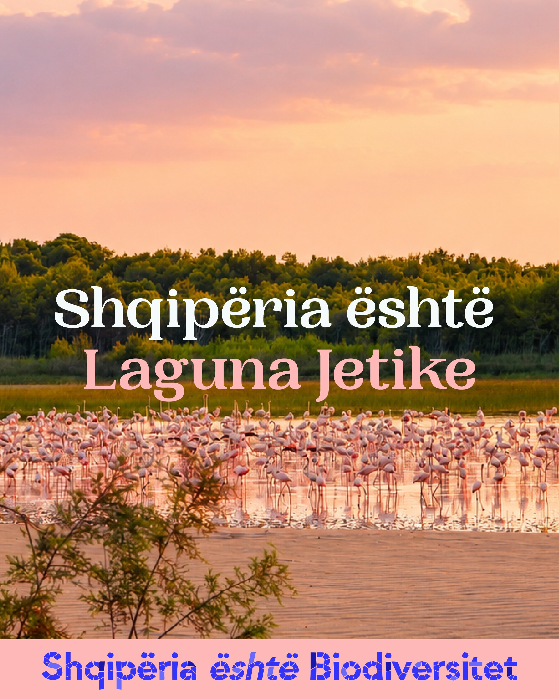 Tufë flamingosh në lagunë në perëndim të diellit. Tekst në imazh: Shqipëria është Laguna Jetike.
