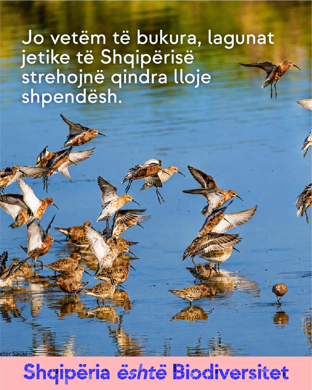 Tufë shpendësh uji që fluturojnë dhe ushqehen në ujë të cekët. Tekst në imazh: Jo vetëm të bukura, lagunat jetike të Shqipërisë strehojnë qindra lloje shpendësh.