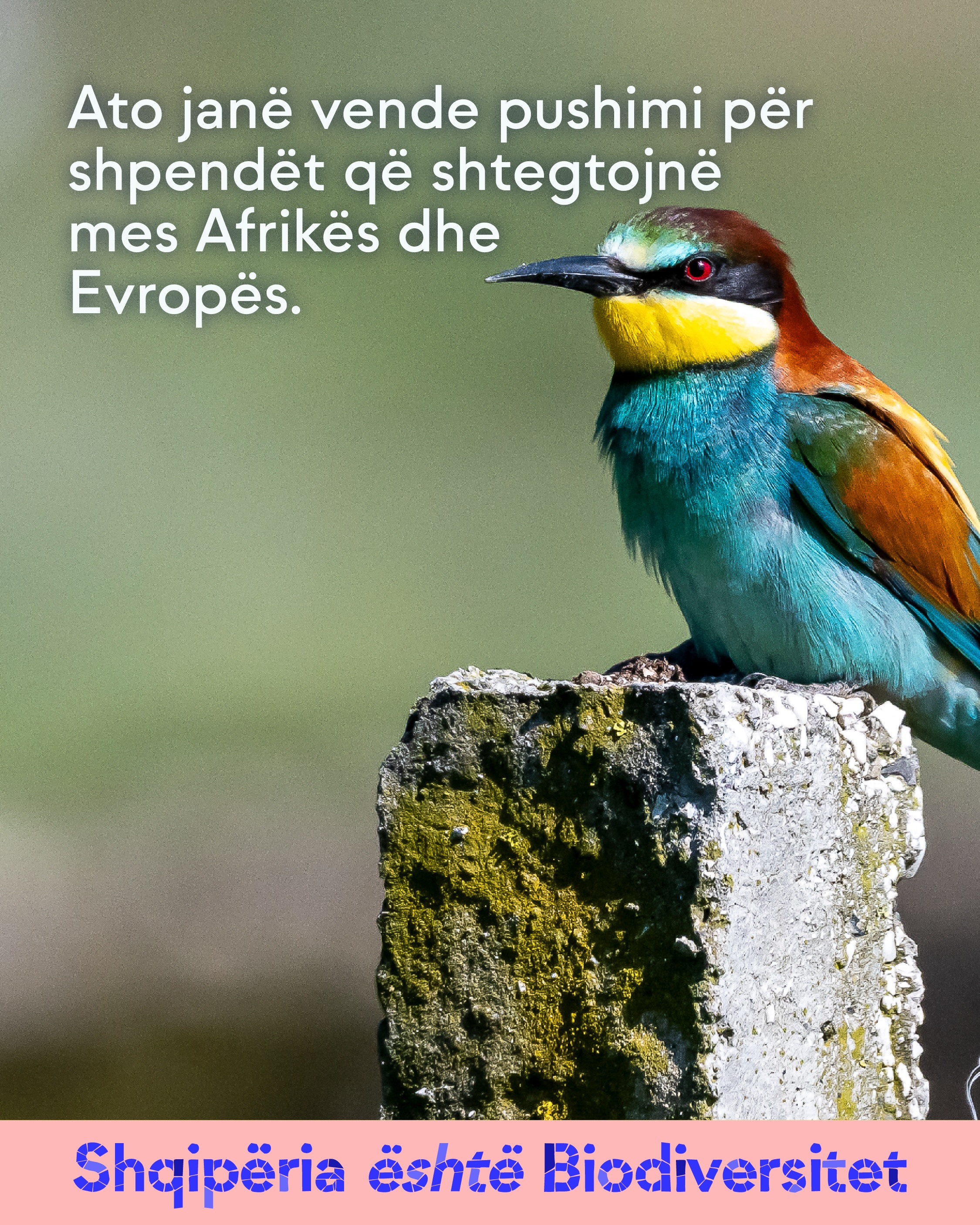 Bletëngrënës shumëngjyrësh i ulur mbi një shtyllë guri. Tekst në imazh: Ato janë vende pushimi për shpendët që shtegtojnë mes Afrikës dhe Evropës.