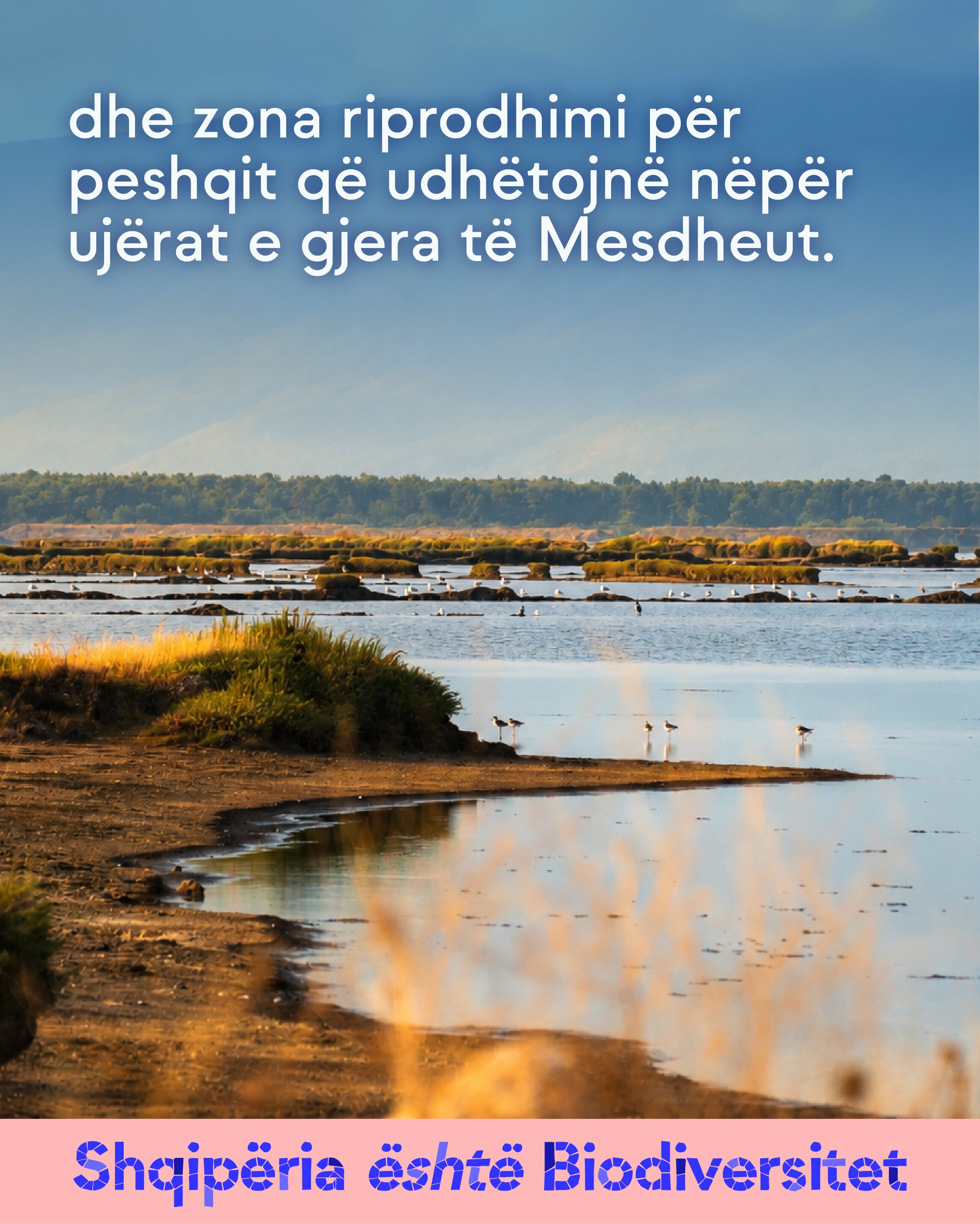 Breg lagune me ujë të qetë dhe bimësi. Tekst në imazh: dhe zona riprodhimi për peshqit që udhëtojnë nëpër ujërat e gjera të Mesdheut.