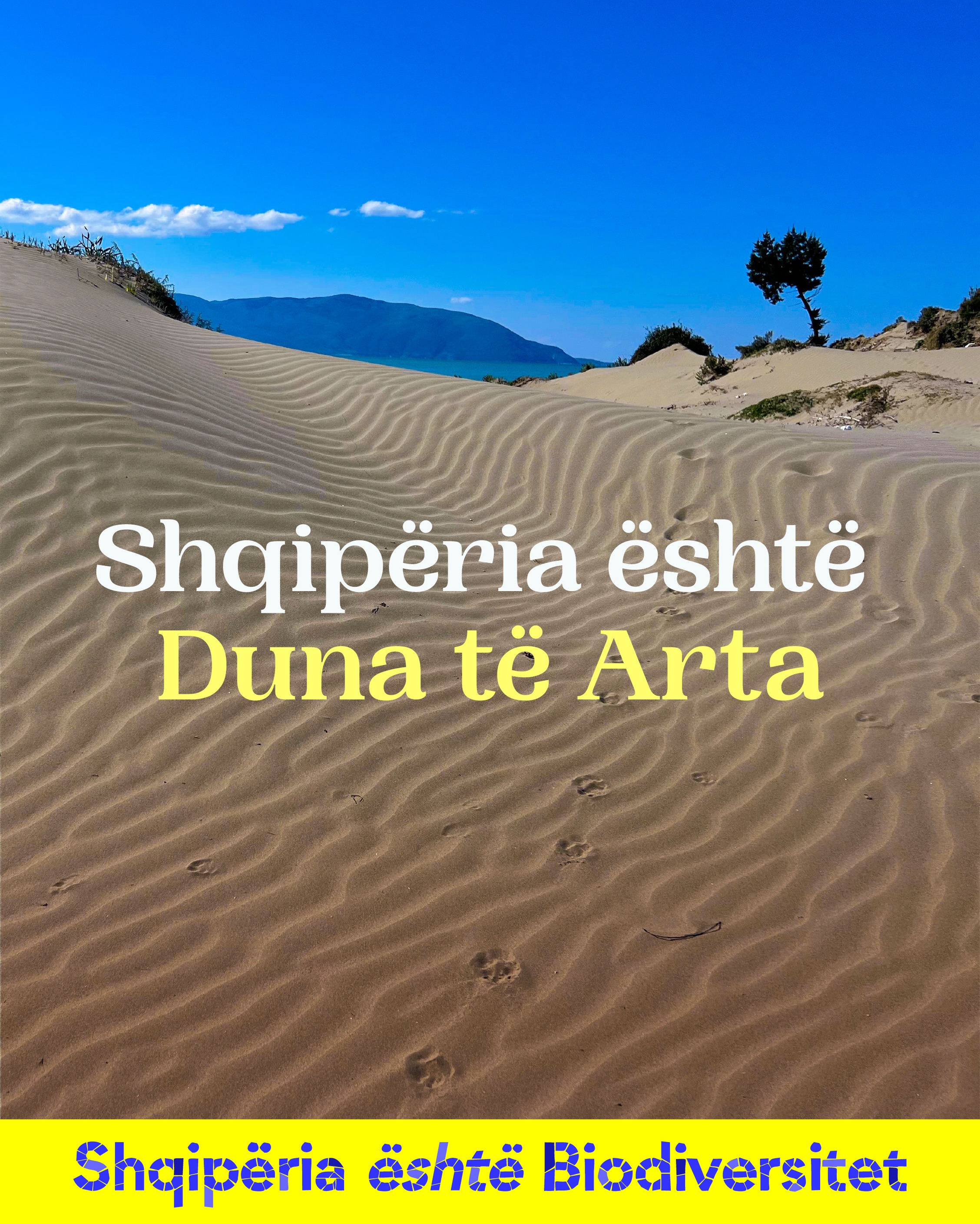 Dunë rëre me valëzime dhe gjurmë, me një pemë dhe male në sfond. Tekst në imazh: Shqipëria është Duna të Arta.