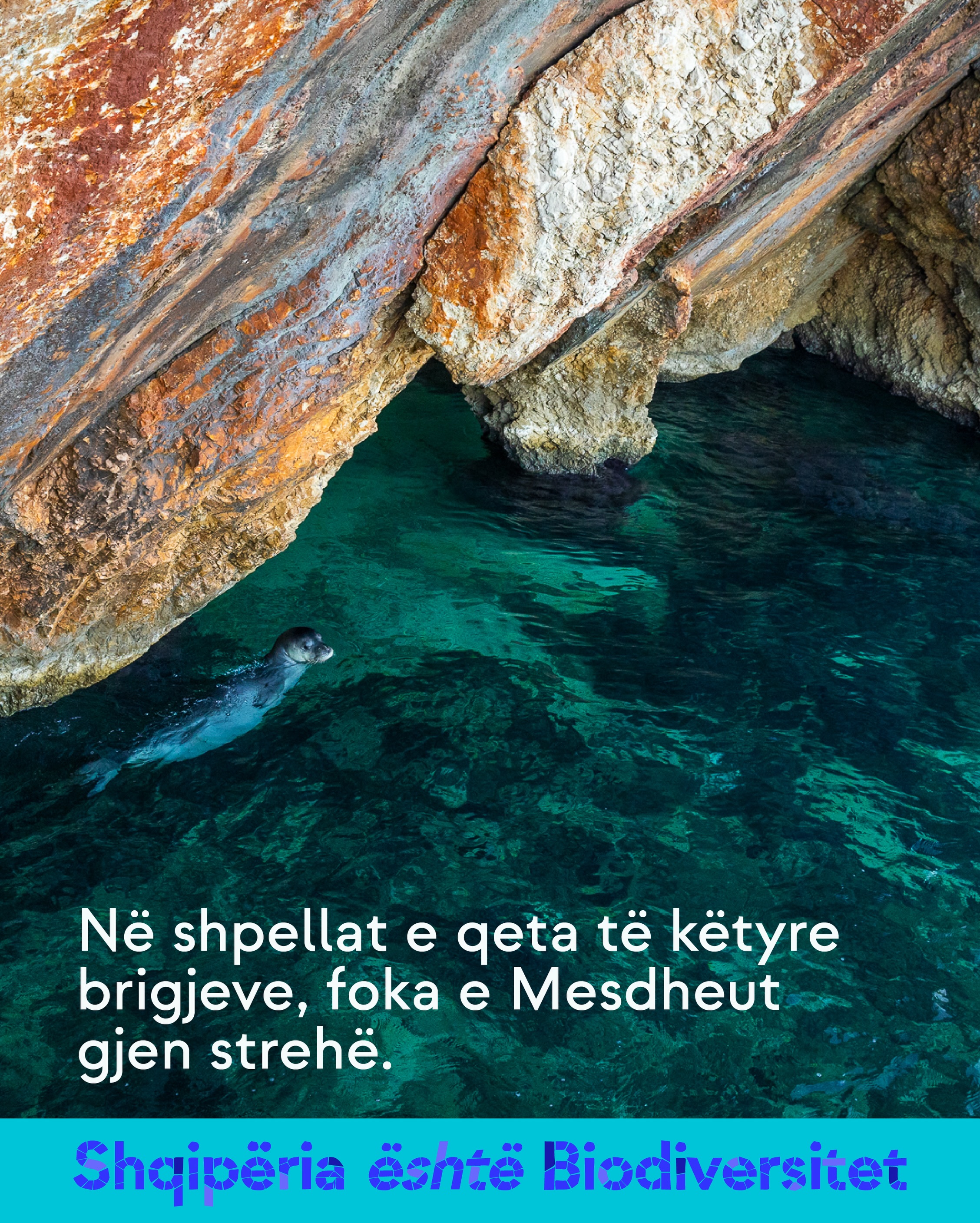 Fokë që noton në ujë të kthjellët pranë një shpelle shkëmbore bregdetare. Tekst në imazh: Në shpellat e qeta të këtyre brigjeve, foka e Mesdheut gjen strehë.