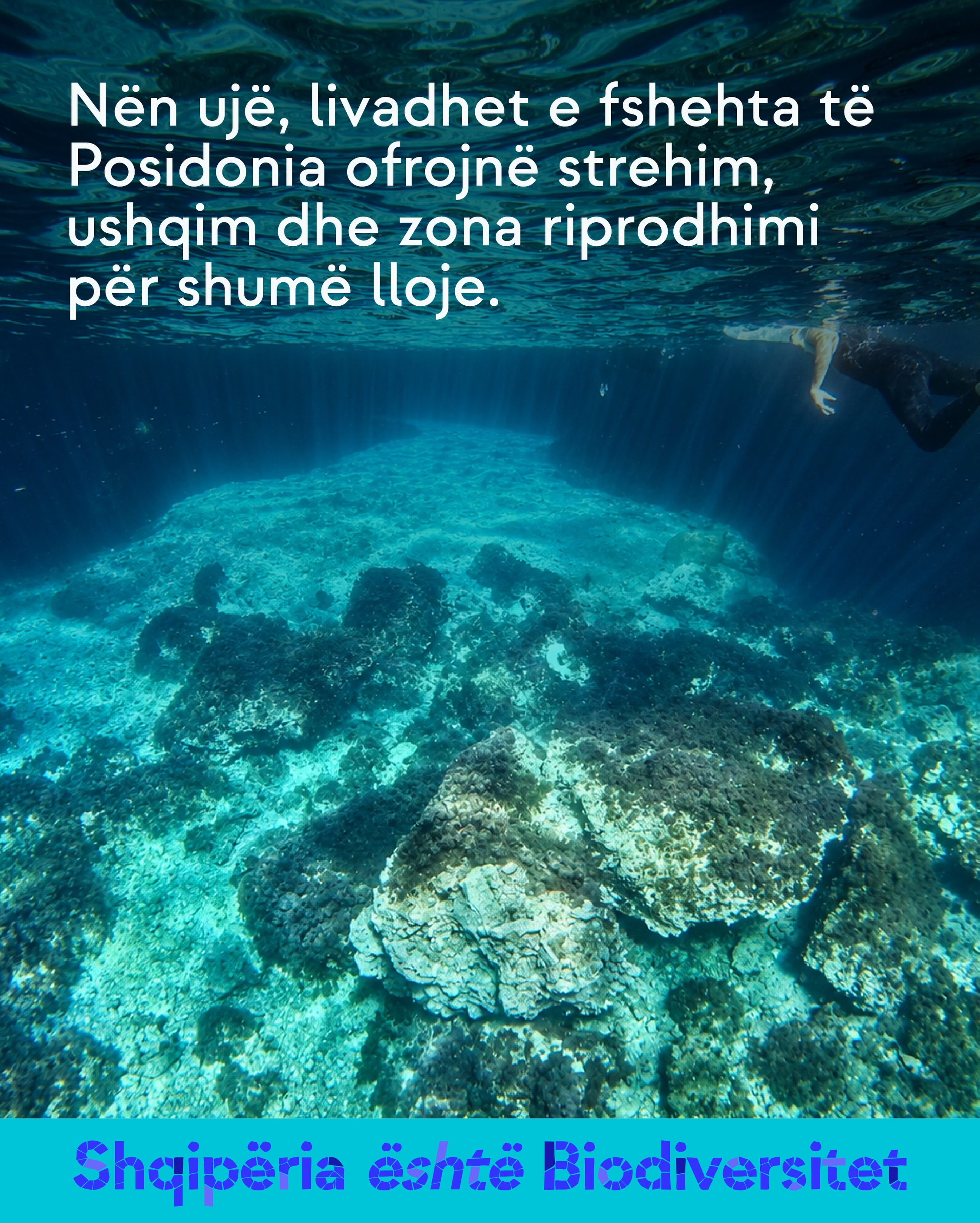 Pamje nënujore e fundit të detit me shkëmbinj dhe bimësi detare. Tekst në imazh: Nën ujë, livadhet e fshehta të Posidonia ofrojnë strehim, ushqim dhe zona riprodhimi për shumë lloje.