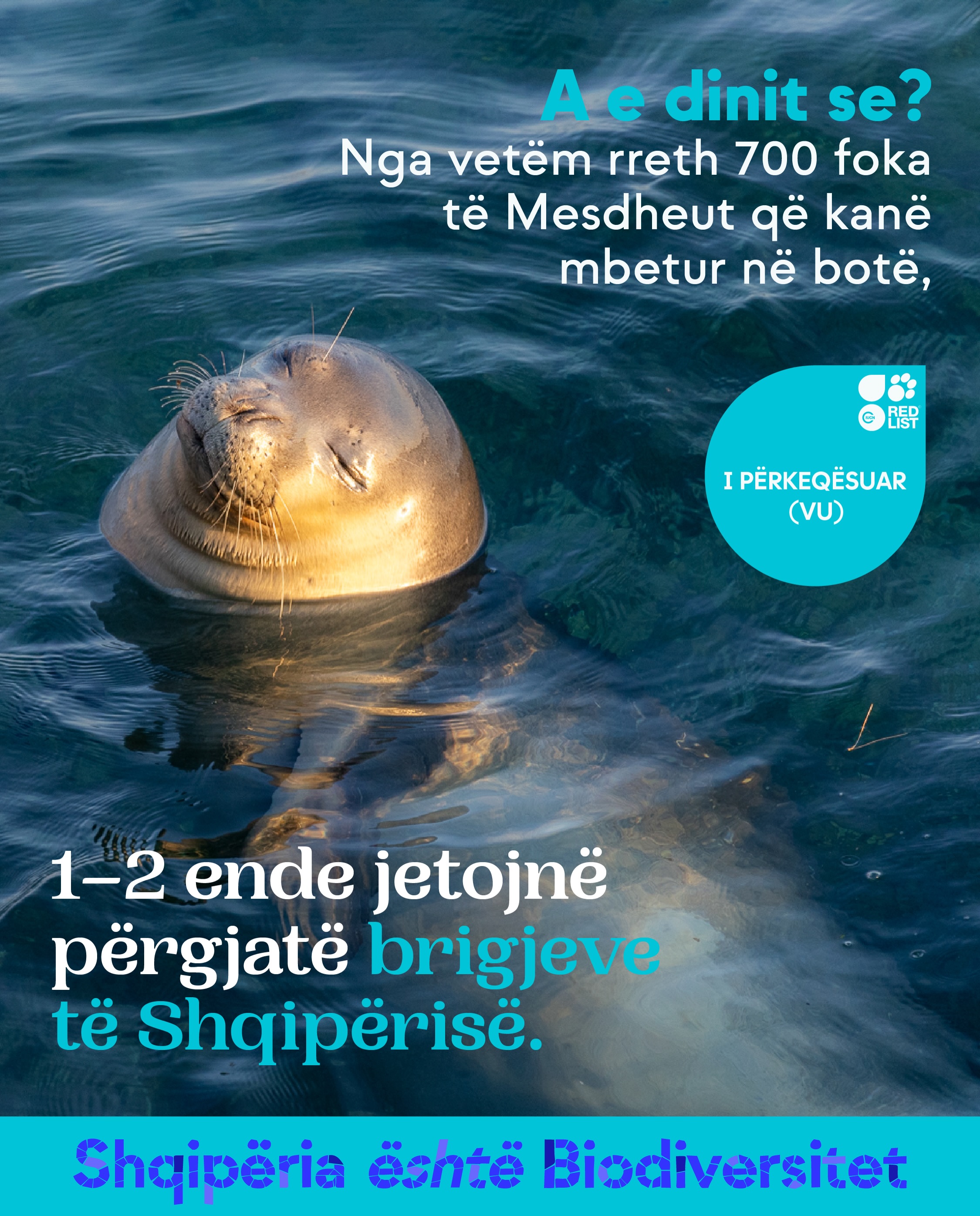 Fokë që pushon në sipërfaqen e ujit me sy të mbyllur. Tekst në imazh: A e dinit se? Nga vetëm rreth 700 foka të Mesdheut që kanë mbetur në botë, 1–2 ende jetojnë përgjatë brigjeve të Shqipërisë. Lista e Kuqe: I përkeqësuar (VU).