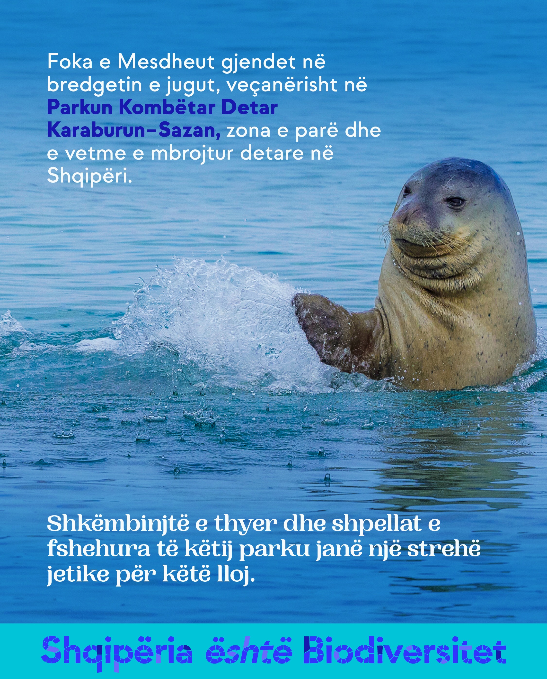Fokë që del nga uji duke spërkatur. Tekst në imazh: Foka e Mesdheut gjendet në bregdetin e jugut, veçanërisht në Parkun Kombëtar Detar Karaburun–Sazan, zona e parë dhe e vetme e mbrojtur detare në Shqipëri. Shkëmbinjtë e thyer dhe shpellat e fshehura të këtij parku janë një strehë jetike për këtë lloj.