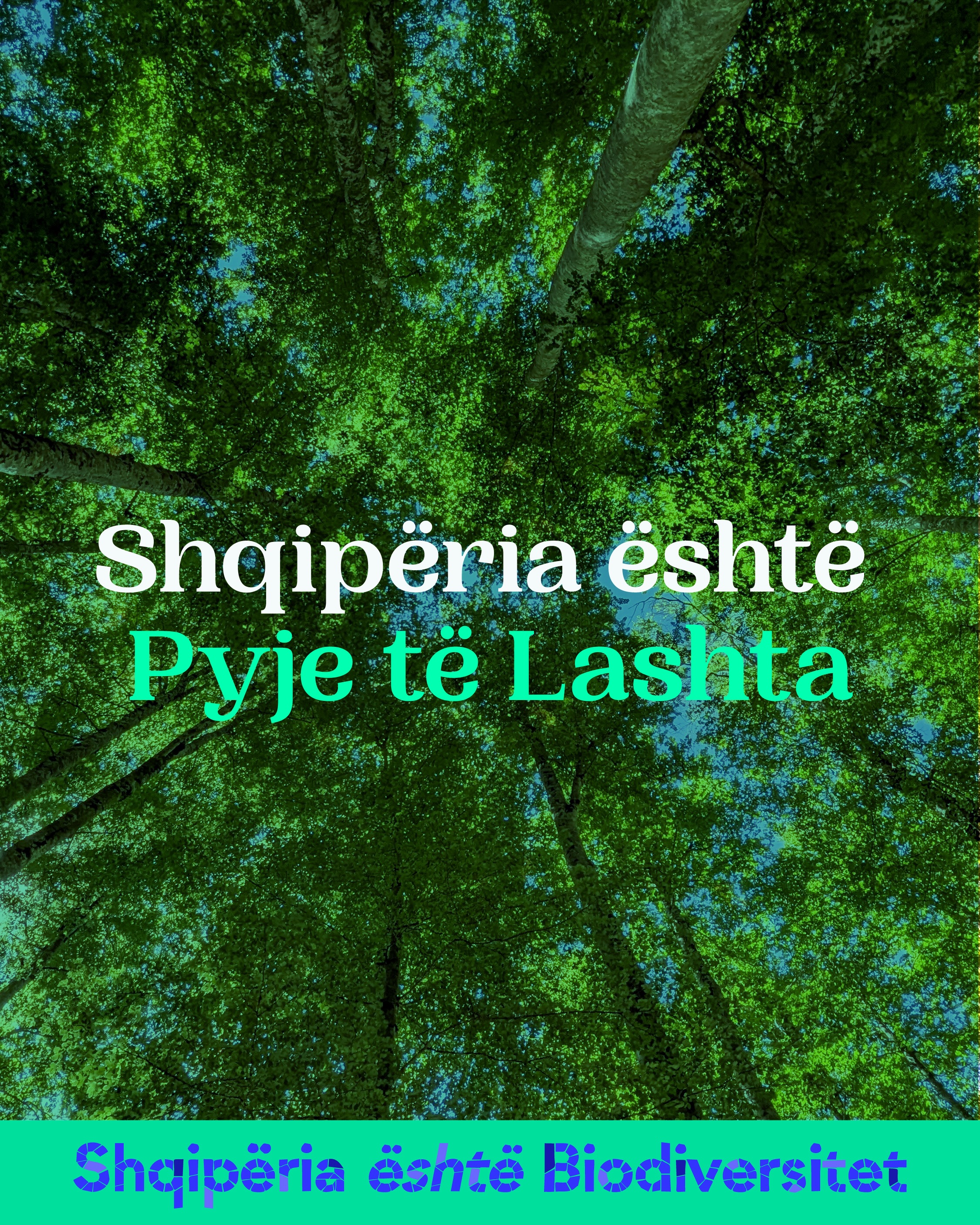 Kurora pemësh të gjelbra të para nga poshtë. Tekst në imazh: Shqipëria është Pyje të Lashta.