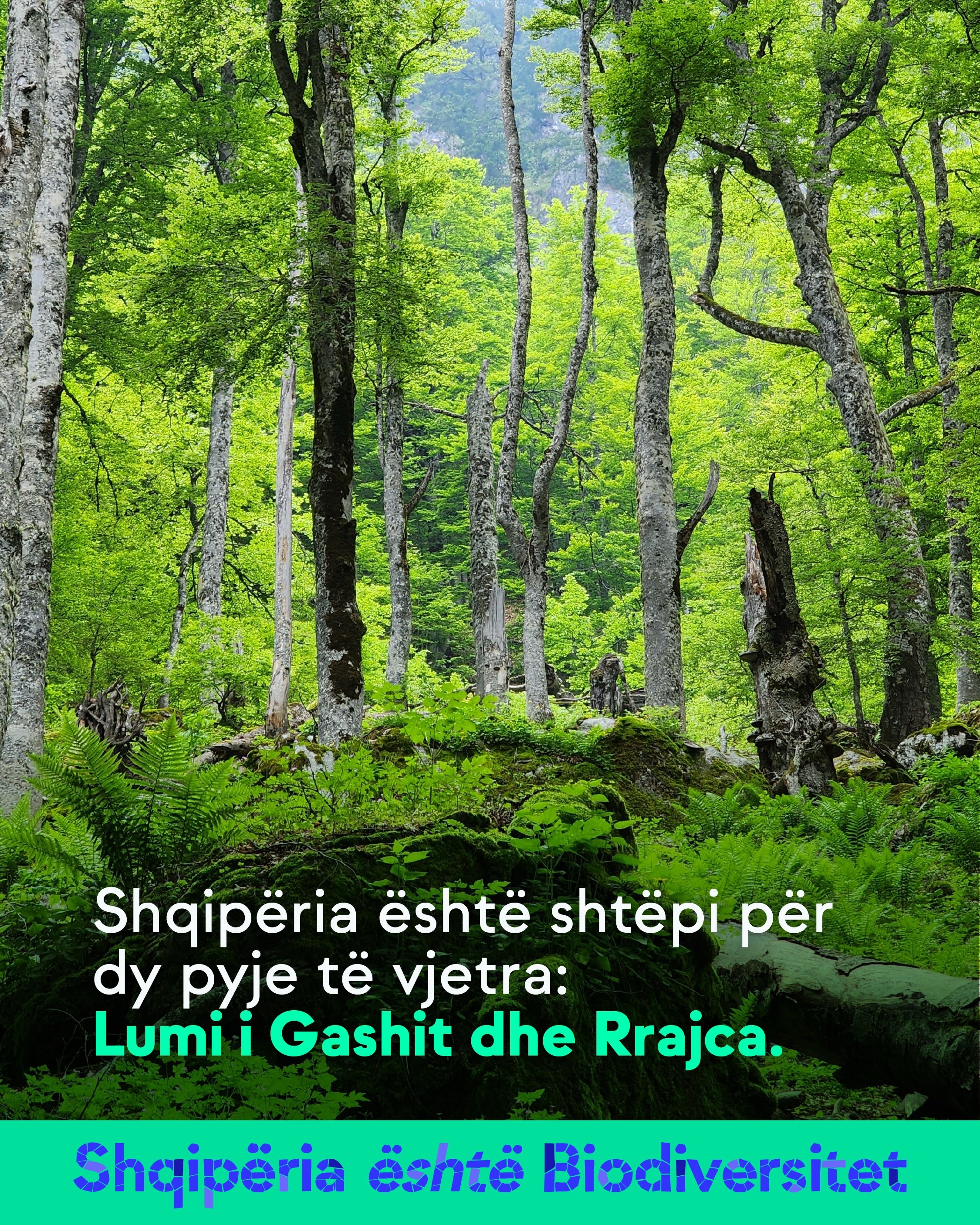 Pyll i dendur me trungje të larta dhe fier. Tekst në imazh: Shqipëria është shtëpi për dy pyje të vjetra: Lumi i Gashit dhe Rrajca.