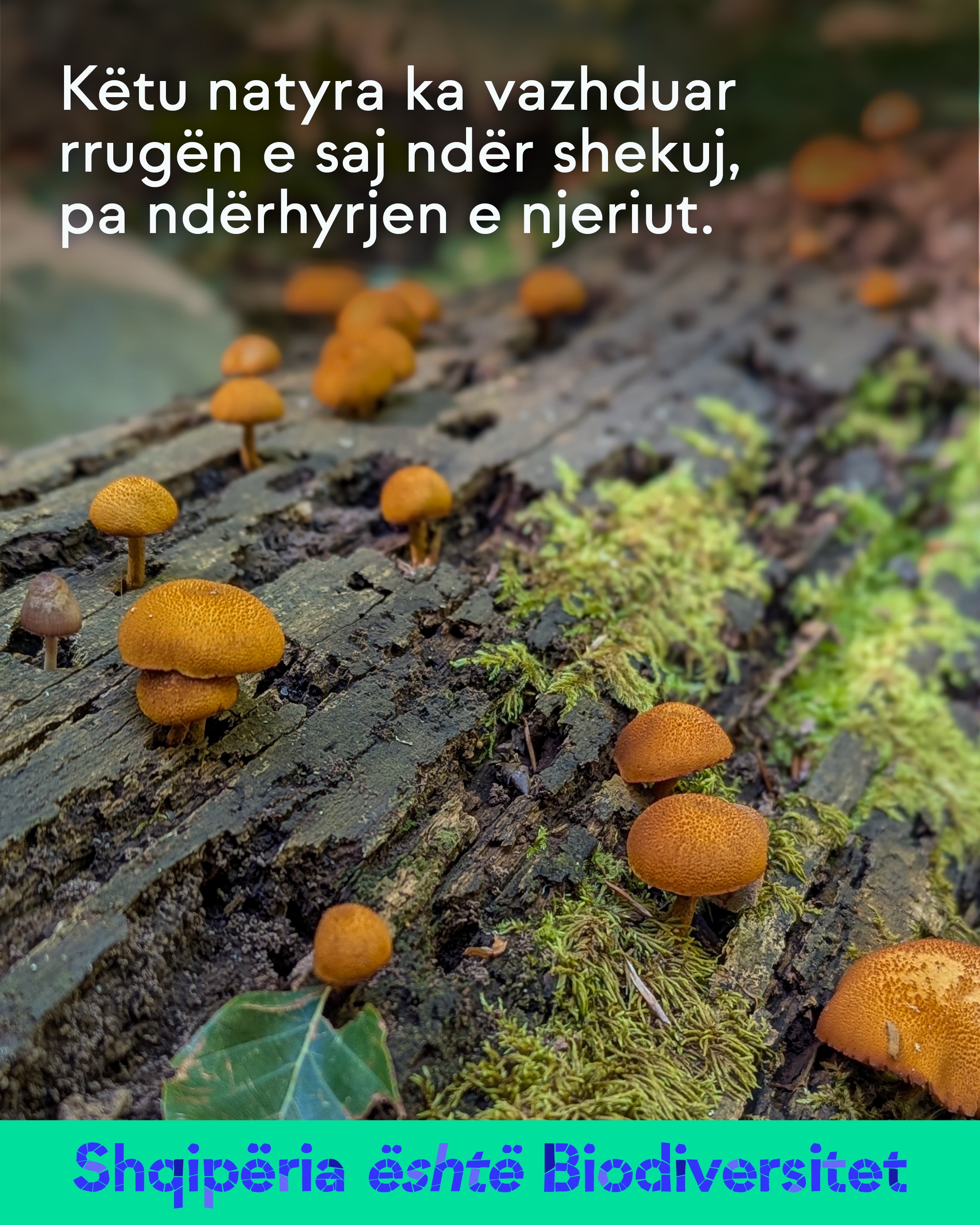 Kërpudha portokalli mbi një trung të rrëzuar me myshk. Tekst në imazh: Këtu natyra ka vazhduar rrugën e saj ndër shekuj, pa ndërhyrjen e njeriut.