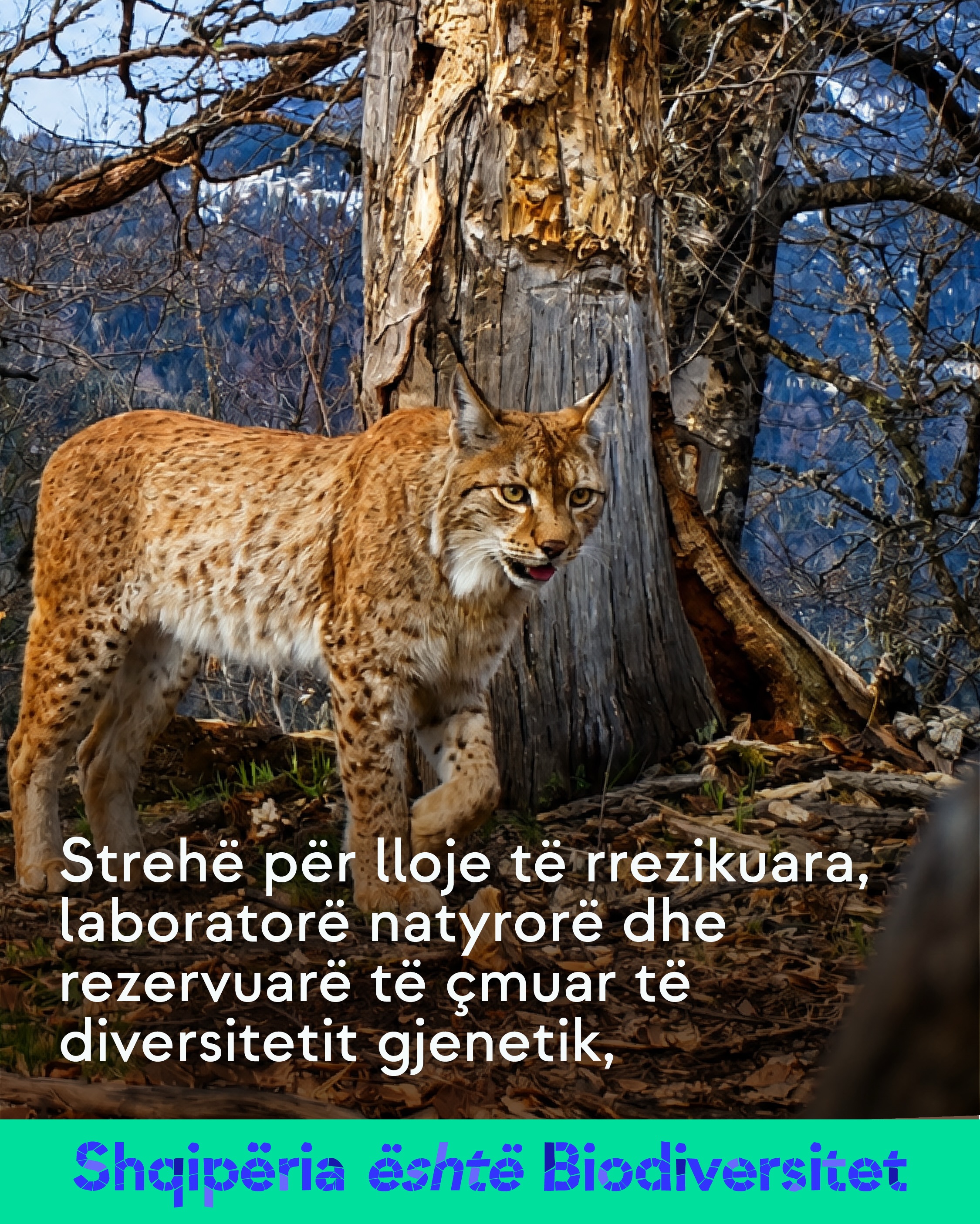 Rrëqebull pranë një trungu të vjetër në pyll. Tekst në imazh: Strehë për lloje të rrezikuara, laboratorë natyrorë dhe rezervuarë të çmuar të diversitetit gjenetik,