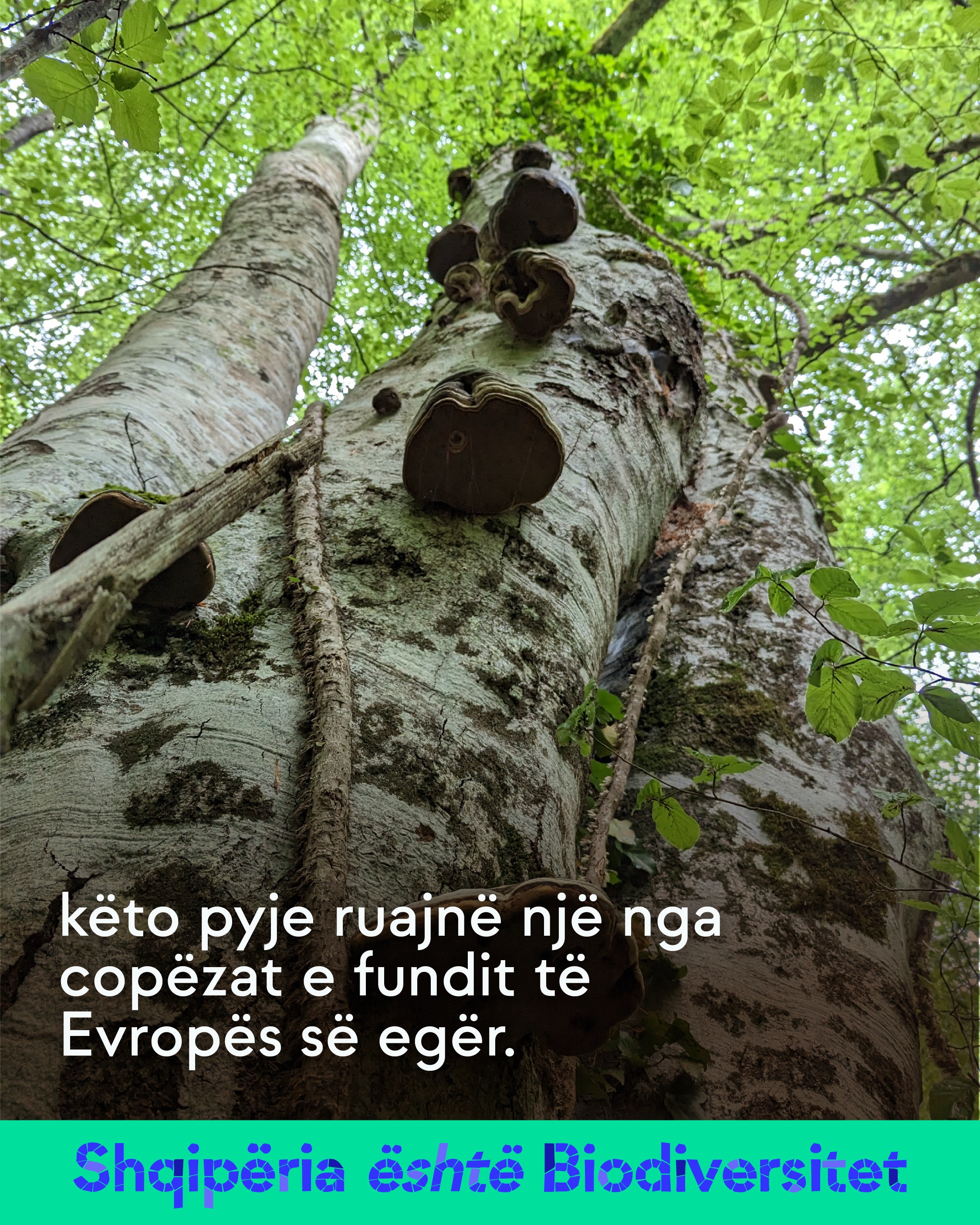 Trung i madh peme me kërpudha druri, i parë nga poshtë. Tekst në imazh: këto pyje ruajnë një nga copëzat e fundit të Evropës së egër.
