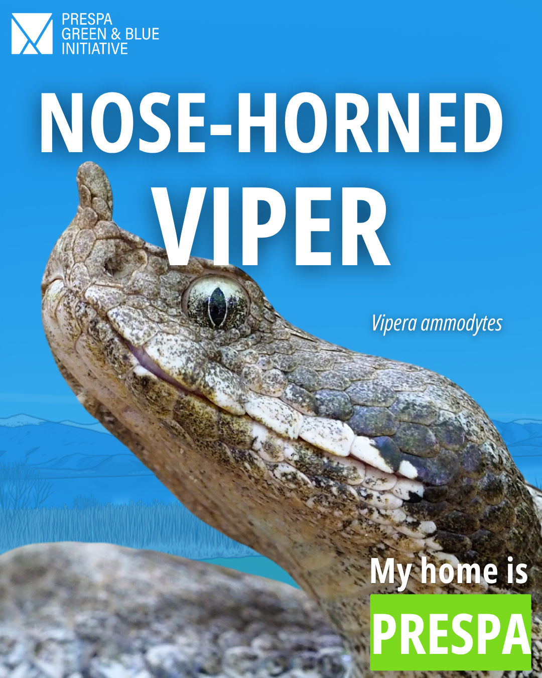 The Nose-horned Viper: An Important Species for the Balance of Nature #Prespa
