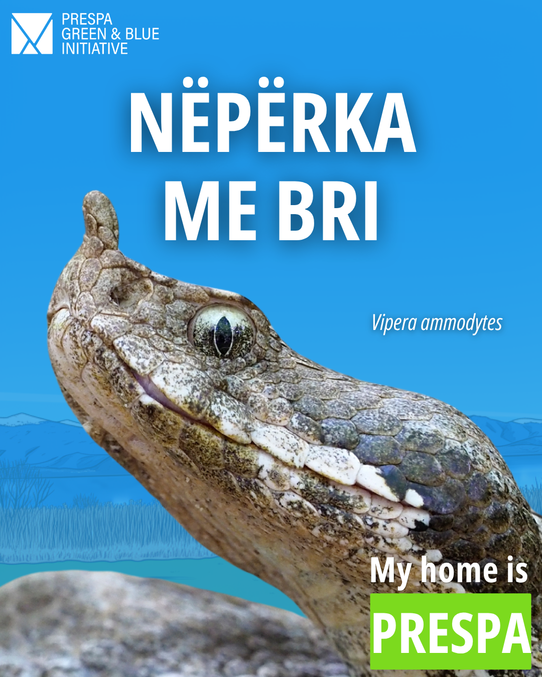 Nepërka me bri: një lloj i rëndësishëm për ekuilibrin e natyrës #Prespa