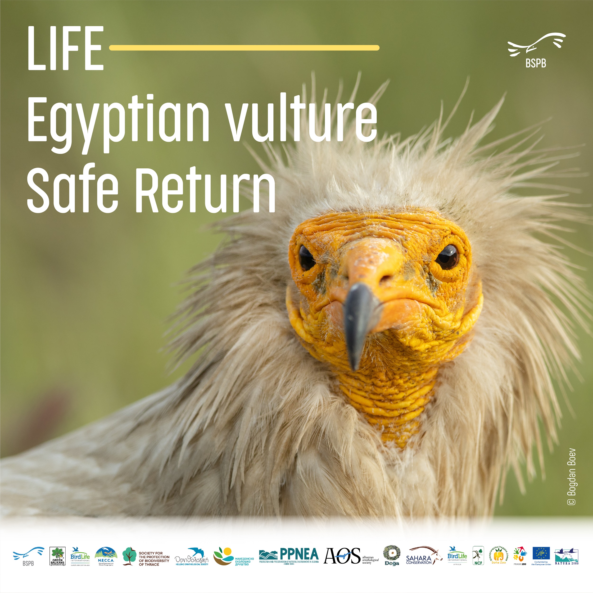 International project to secure a safer flyway and restore the Egyptian Vulture in the Balkans