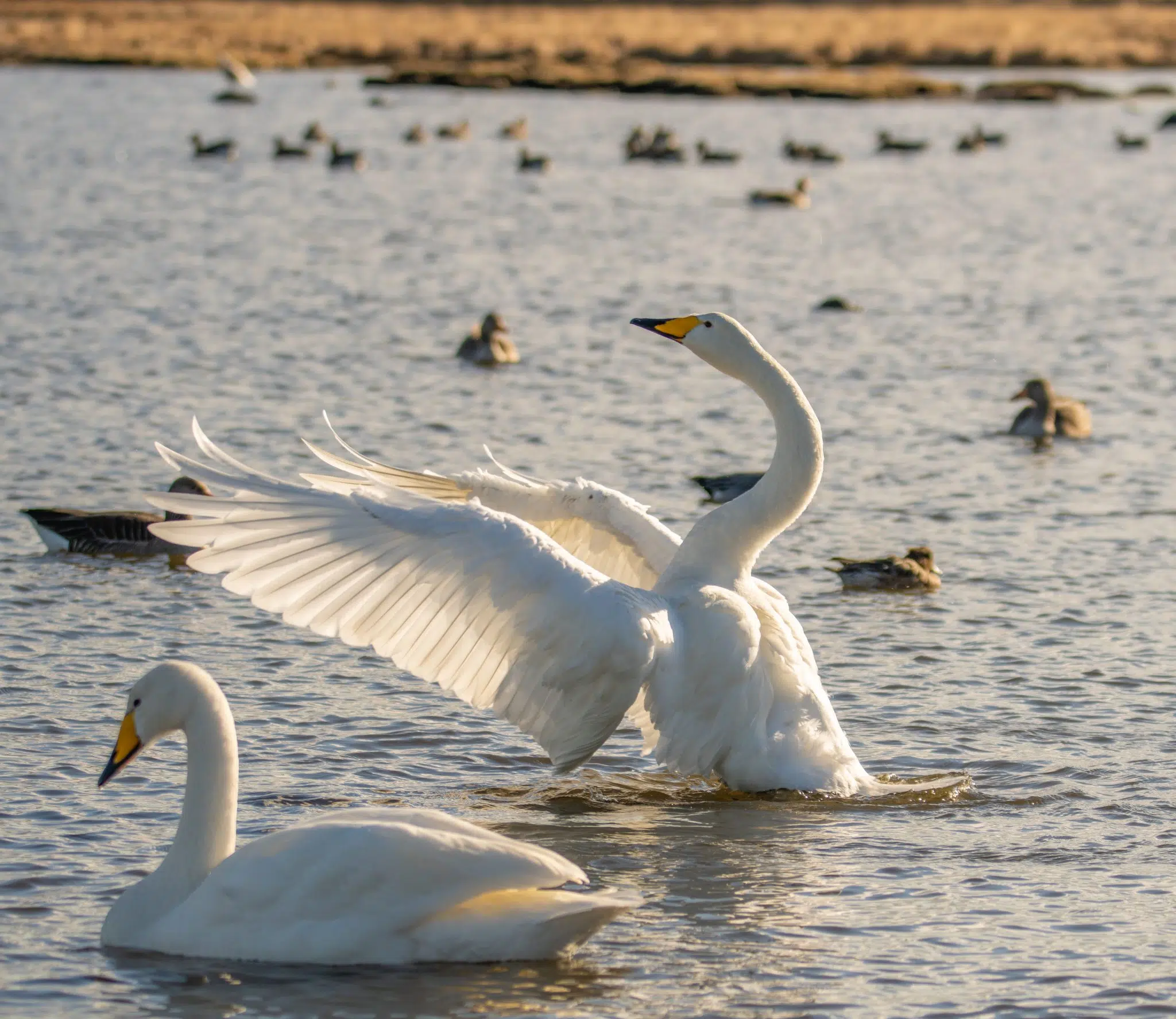 Press Release: Lead gunshot will finally be banned across the EU – ending the largest remaining source of lead pollution from hunting and shooting